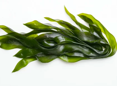 algue verte spiruline
